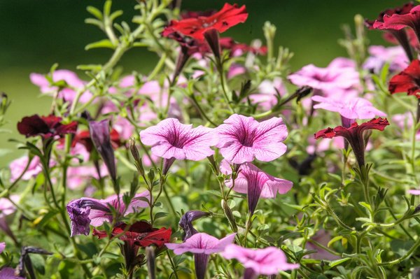 Top 5 raisons d'opter pour une pompe à chaleur pour votre chauffage