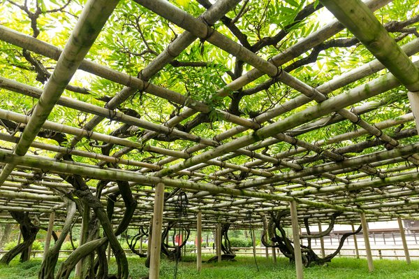 Abris de jardin cerisier : une touche d'élégance pour votre jardin