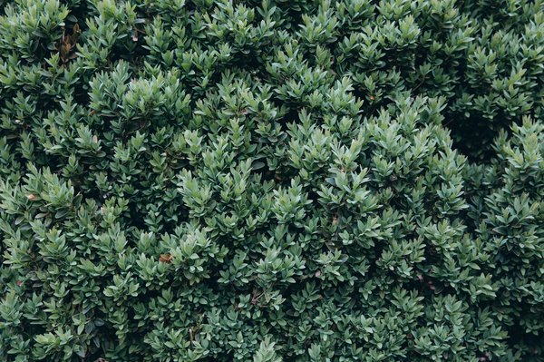 Faux lierre décoratif : apportez une touche naturelle à votre déco